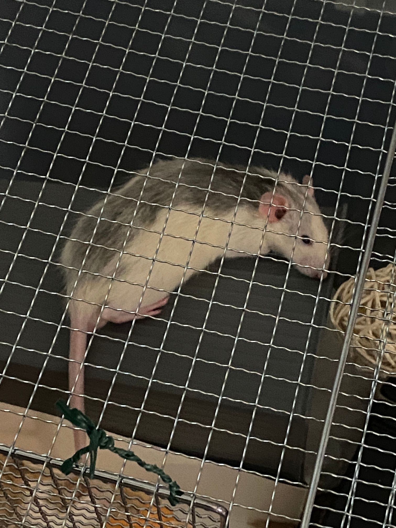 起きてる白黒チビ