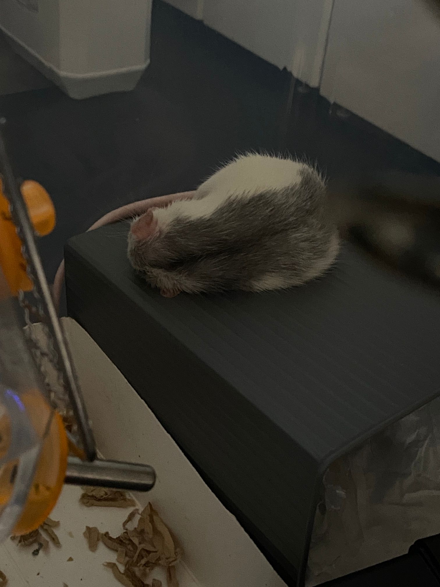 寝てる白黒チビ