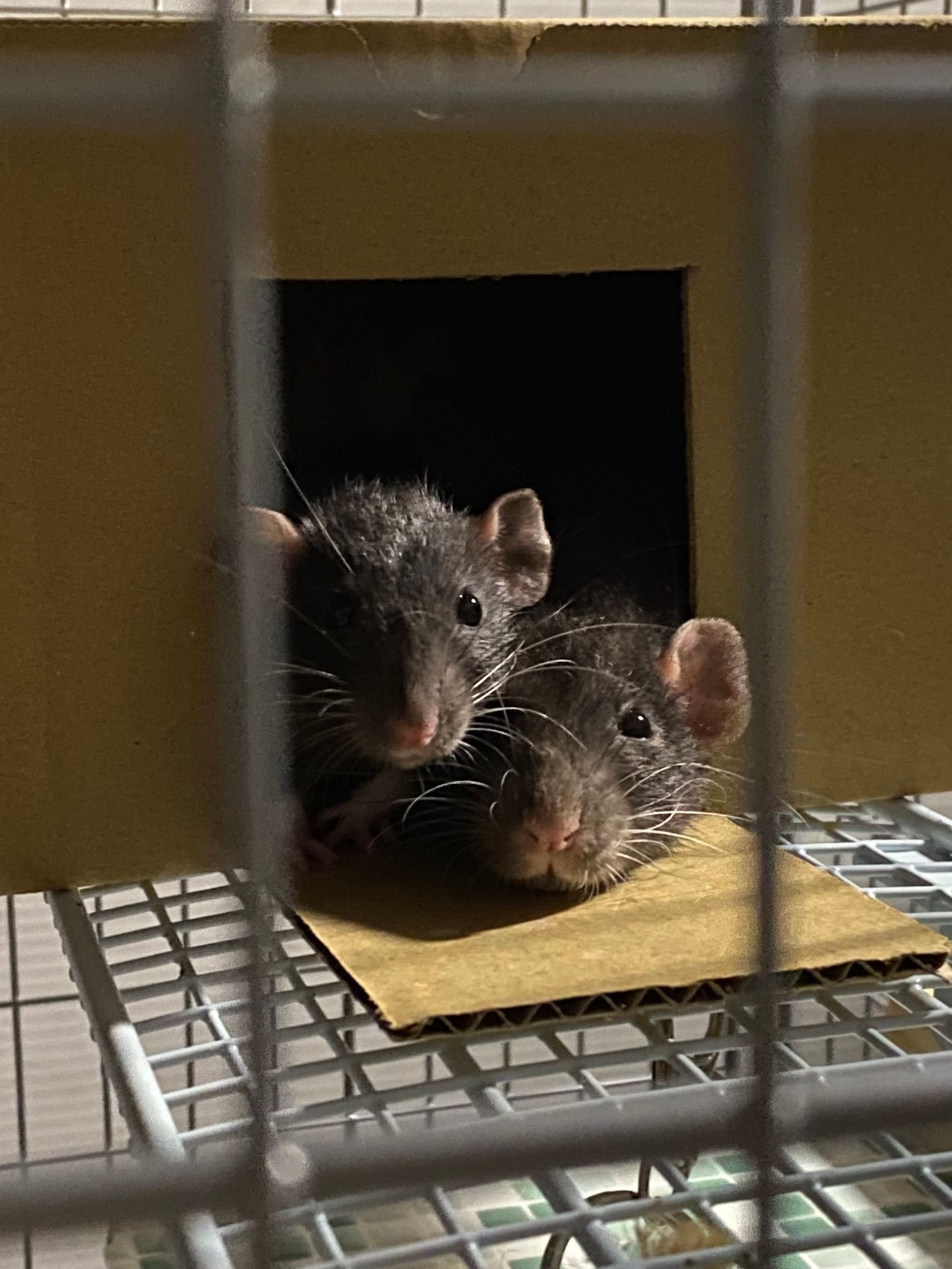 段ボールハウスからこっちを見てる成体と黒チビ