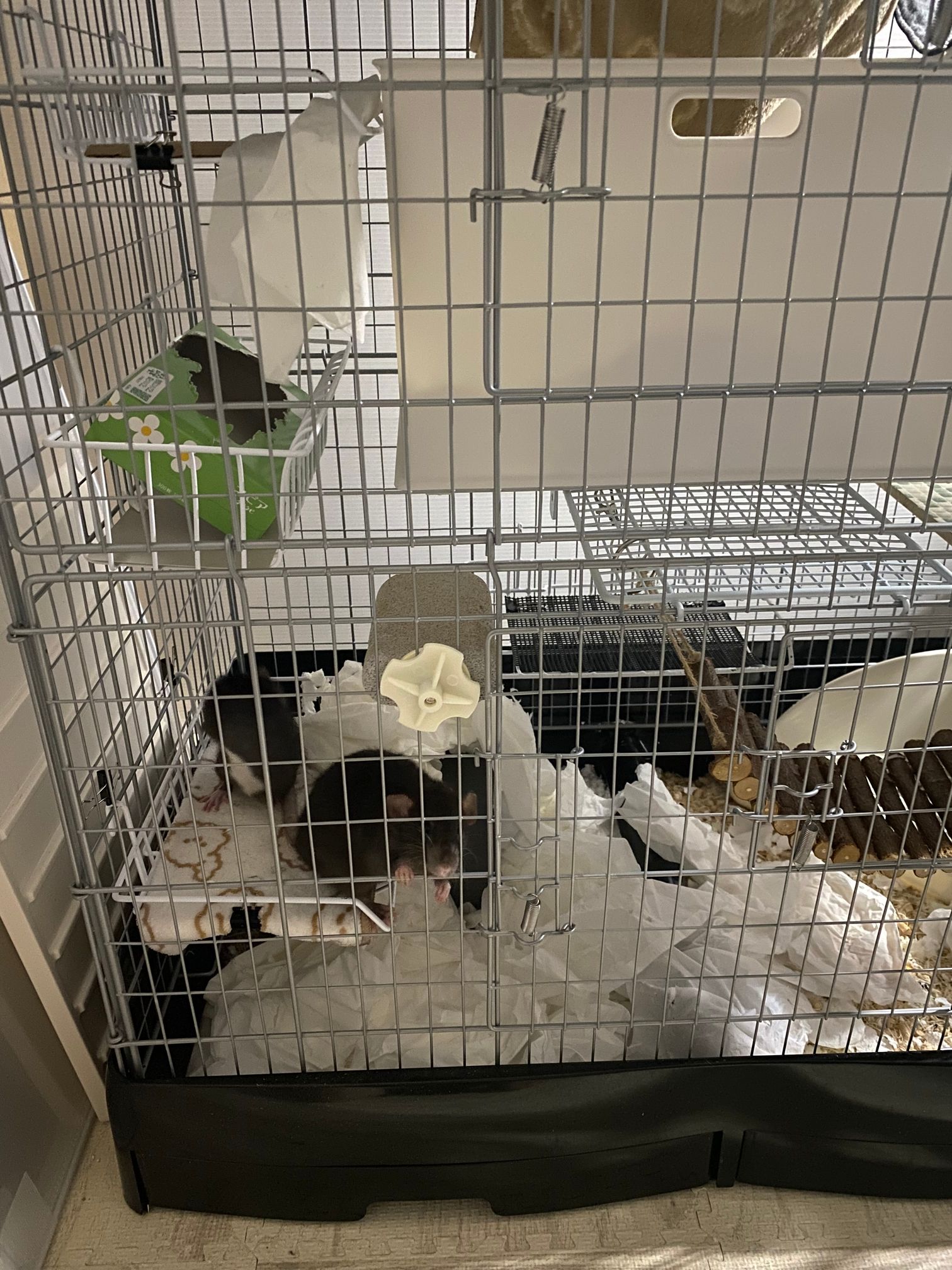 ティッシュで散らかったデカケージの下段