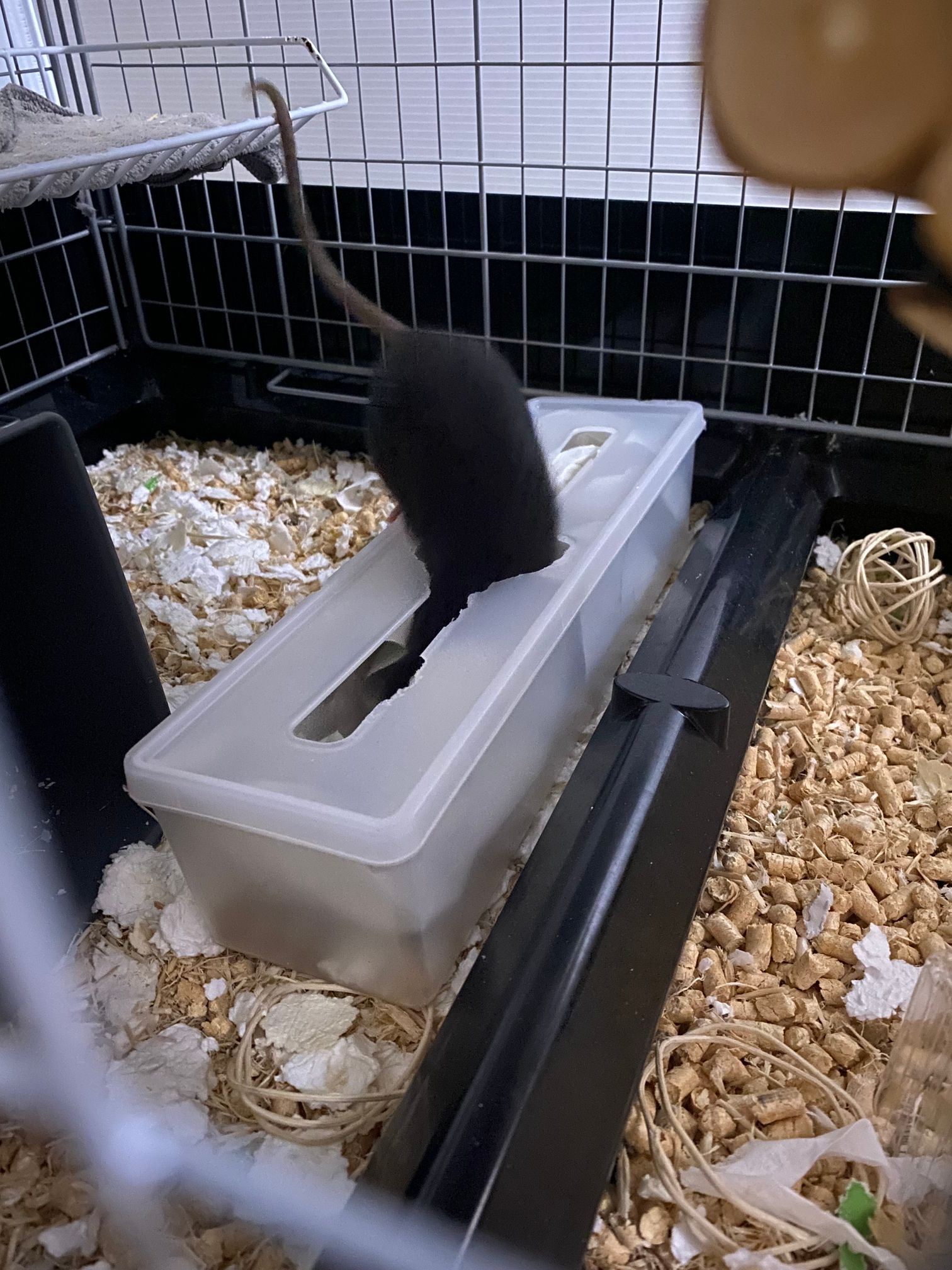 紙ラザニアに首を突っ込むラット