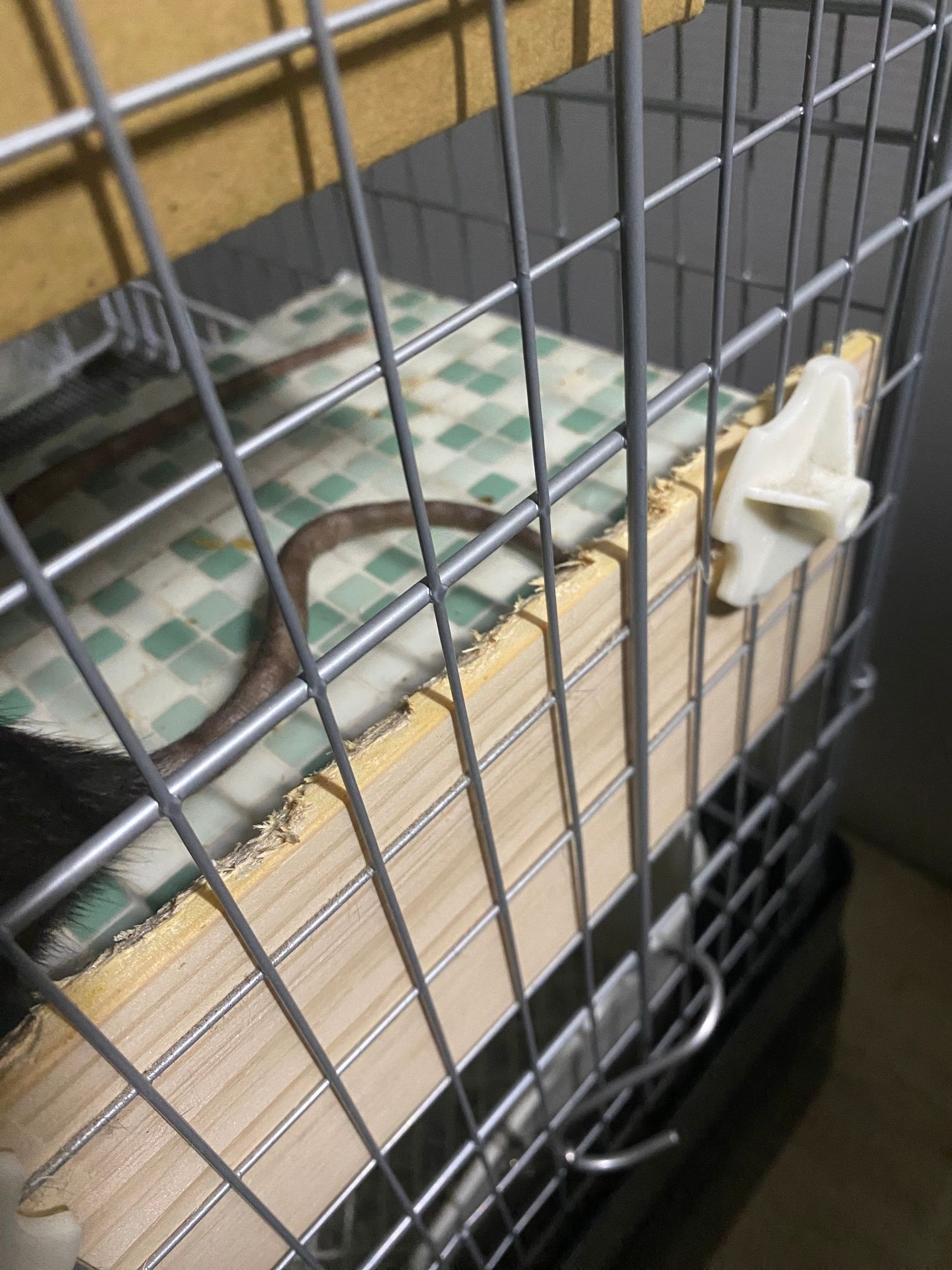 齧り壊されたリラックステージMの壁