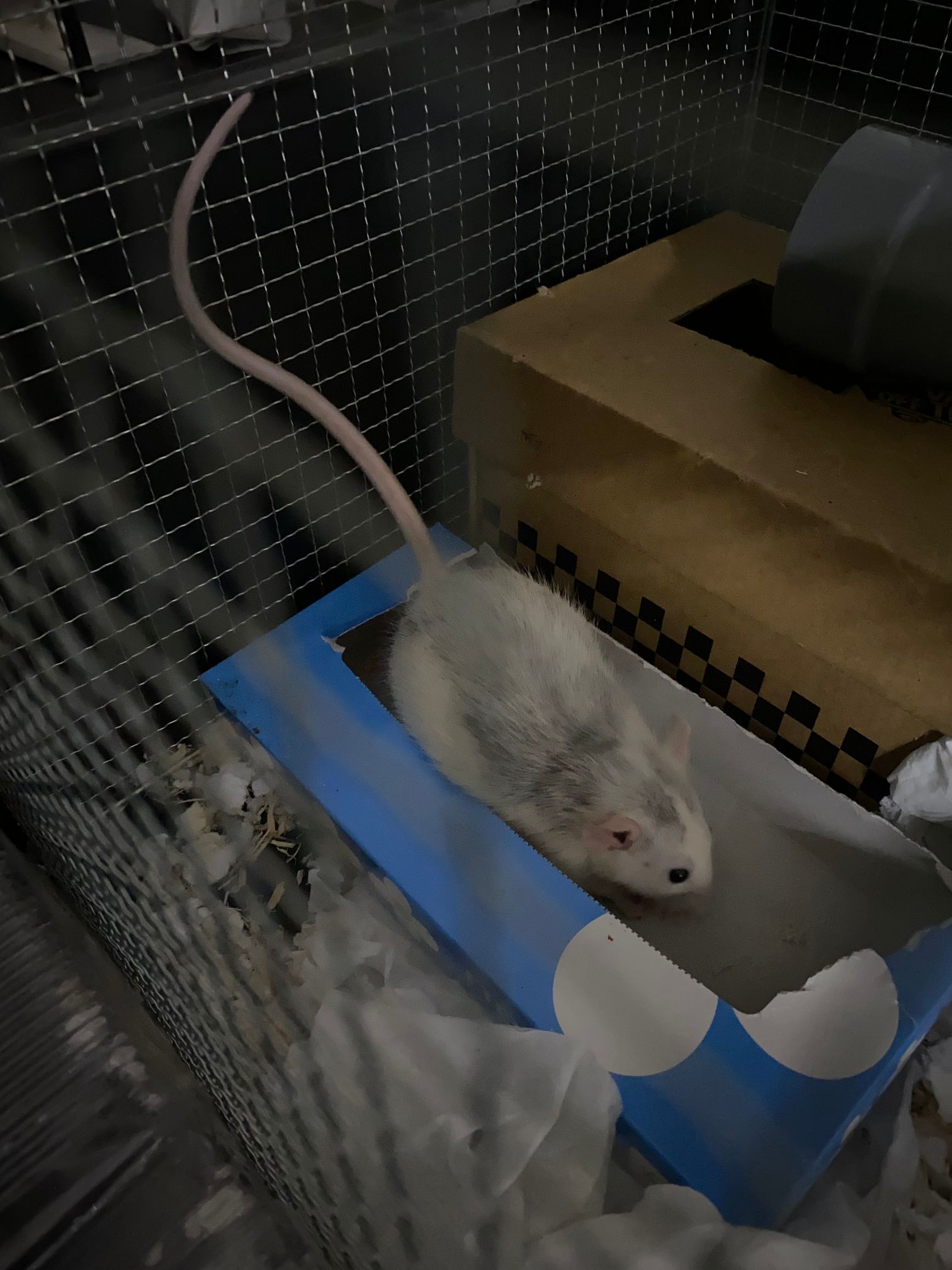 しっぽを壁にもたれかけたままペレットをかじる白黒チビ