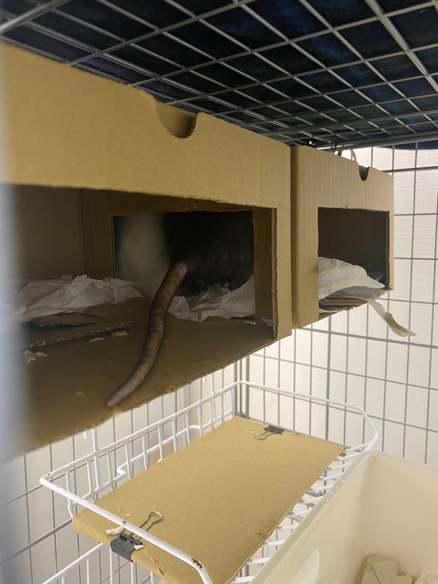 隠れ家の入り口を拡張した様子