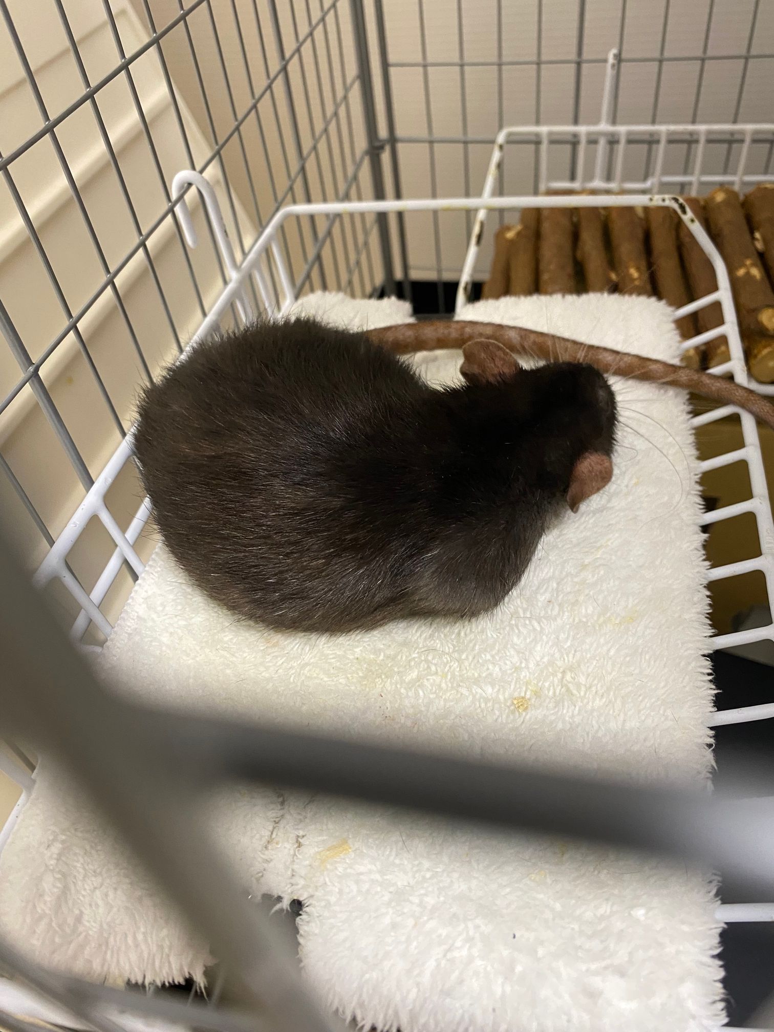 足場で横になってるハゲチビ